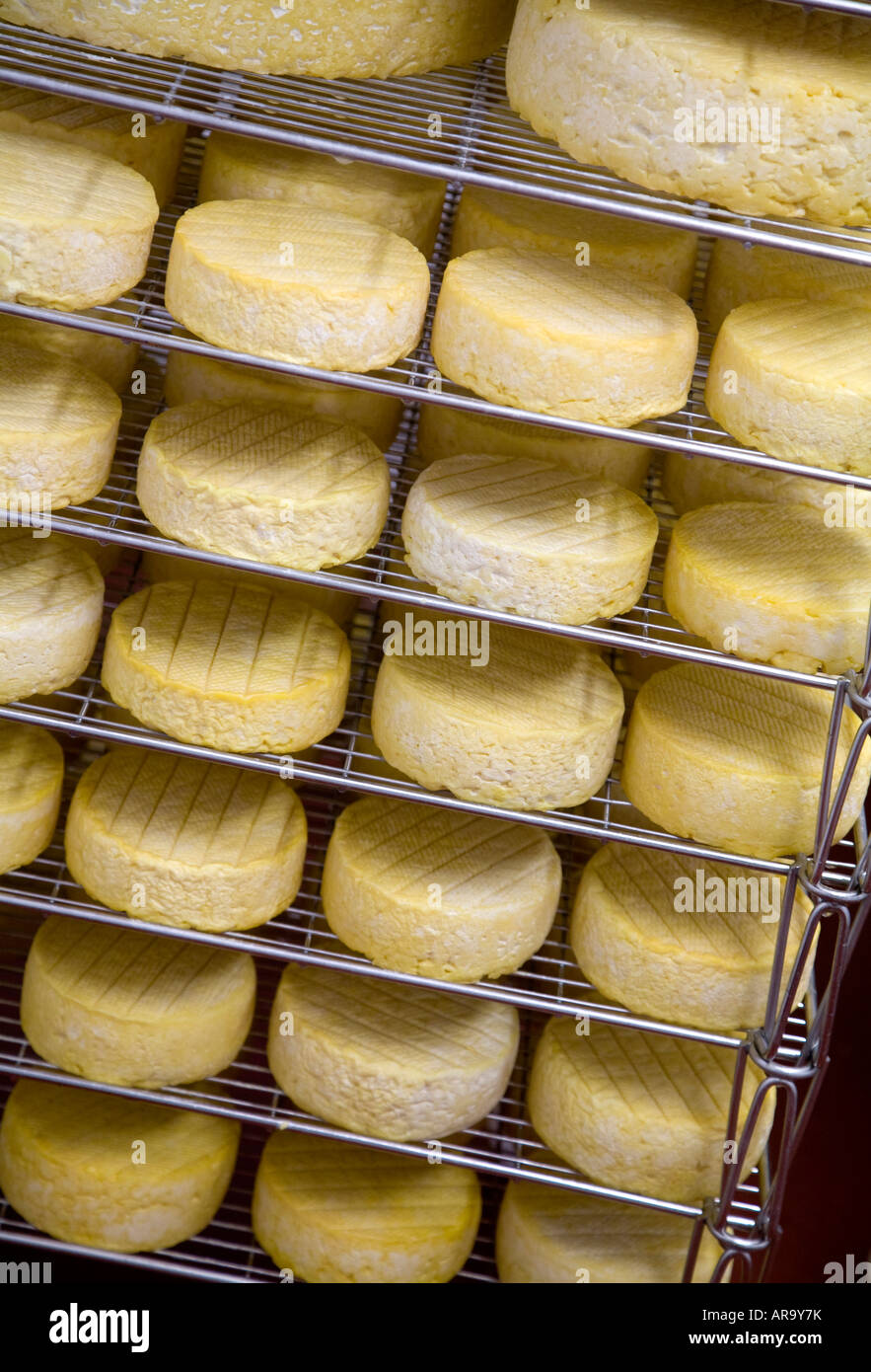 Ageing room where hard cheeses are stored to mature - Stock Image -  F023/1665 - Science Photo Library