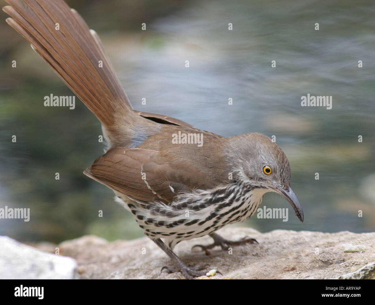 Curved Billed Thrasher Texas Laguna Atascosa National Wildlife