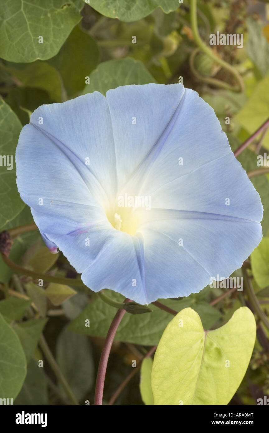 Ipomoea Tricolor Heavenly Blue Stock Photo