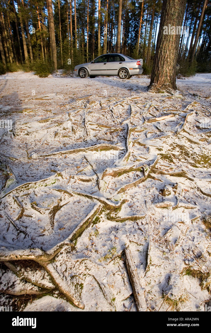 Snow covered tree roots tree hi-res stock photography and images - Alamy