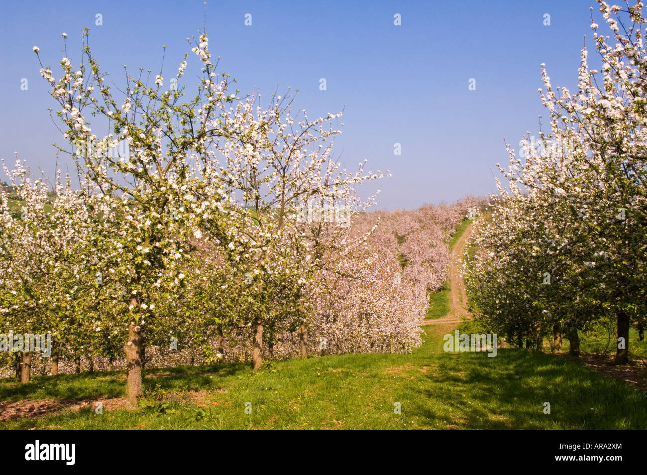 Cider Apple trees in blossom Vale of Evesham Blossom Trail