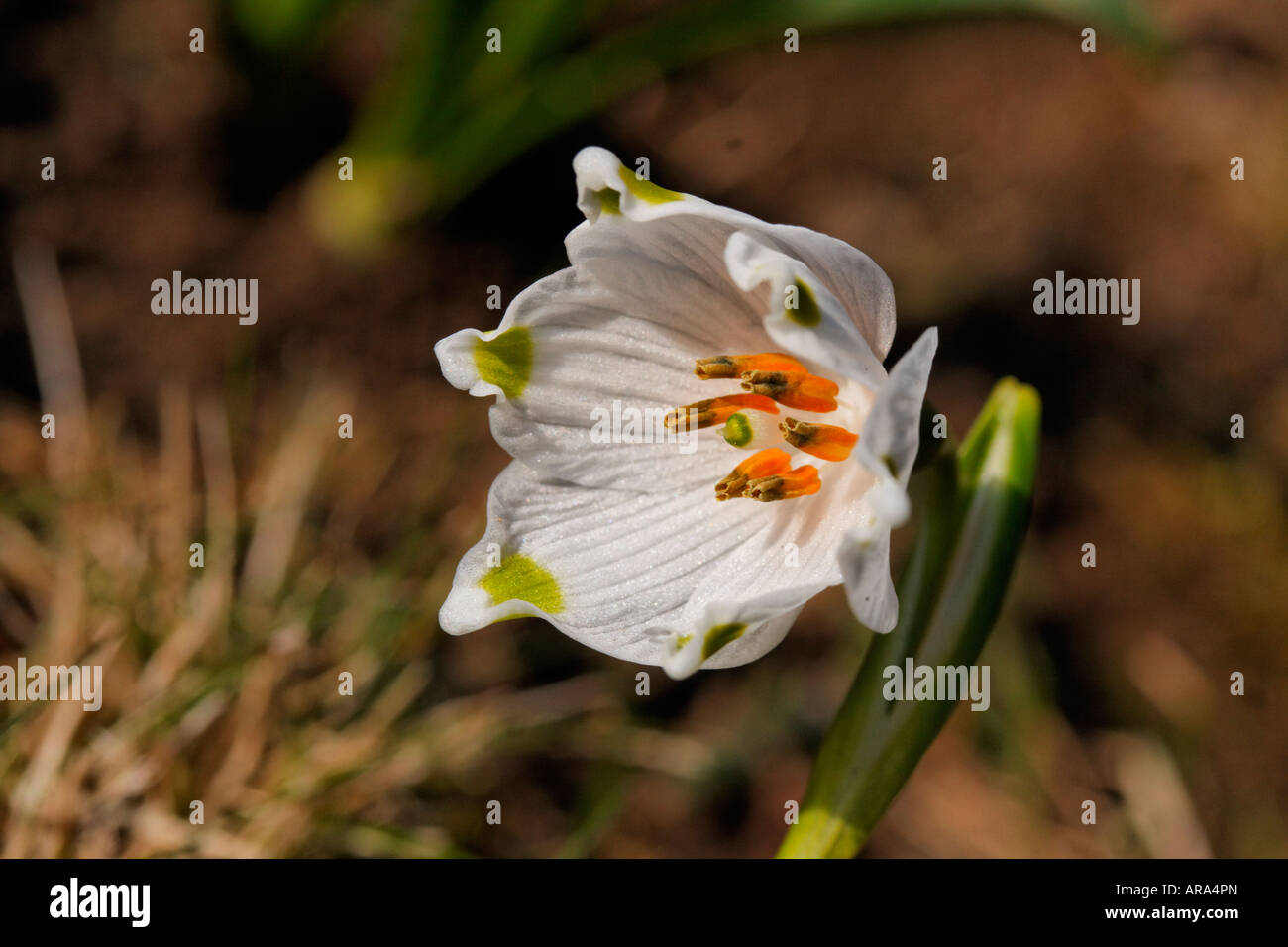 Leucojum vernum, Spring snowflake, Märzenglöcken, Märzenbecher, Niveole du printemps Campanelle comuni Stock Photo