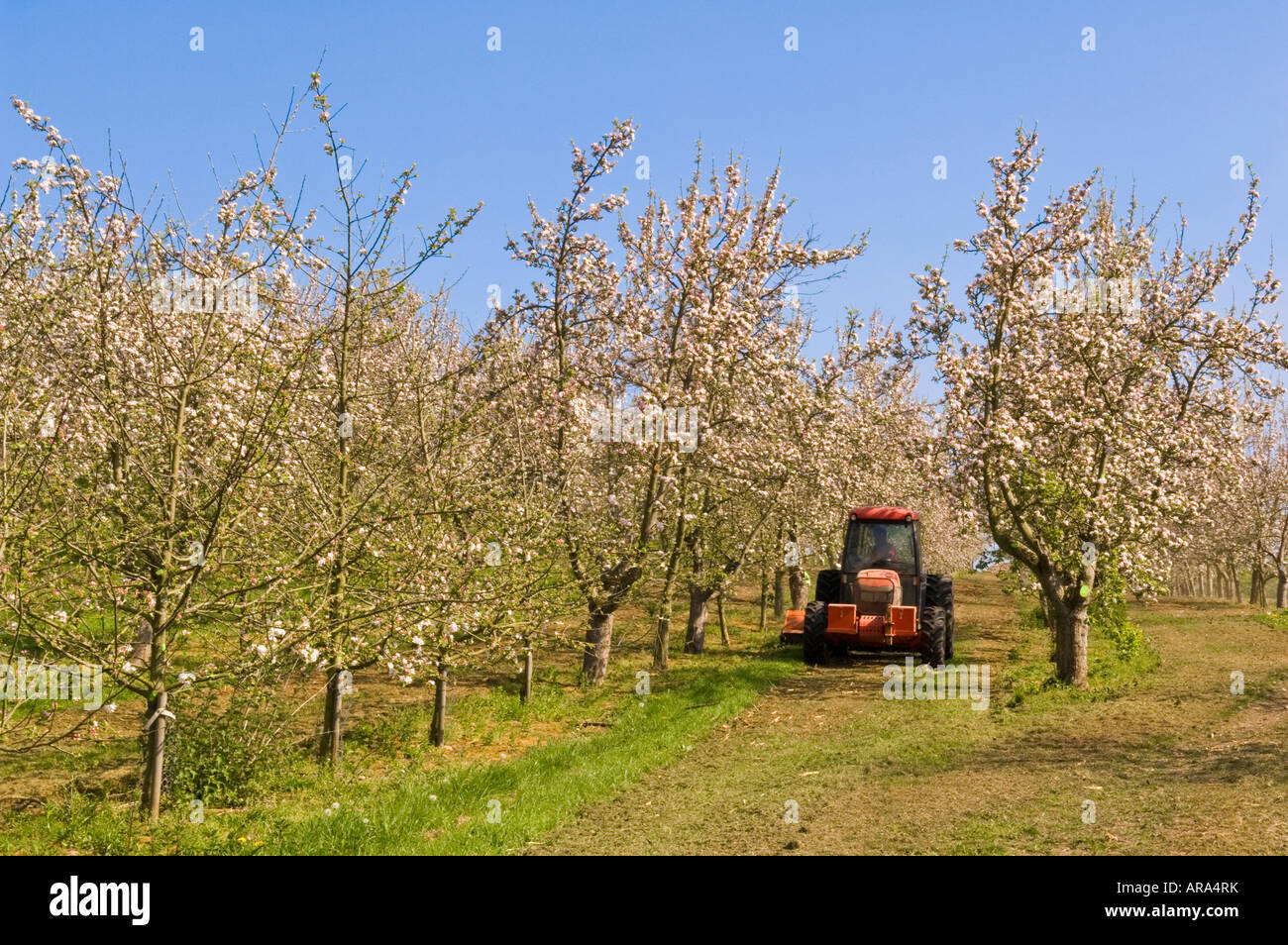 Tractor mowing grass in cider apple orchard during spring blossom Vale of Evesham Blossom Trail Worcestershire England Stock Photo