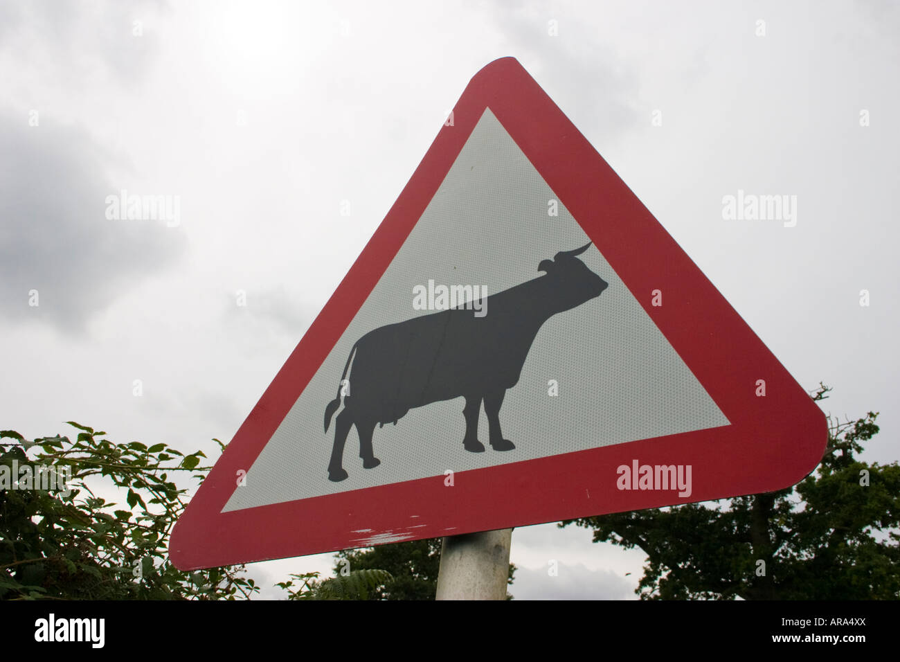 Caution cattle in road road sign Stock Photo