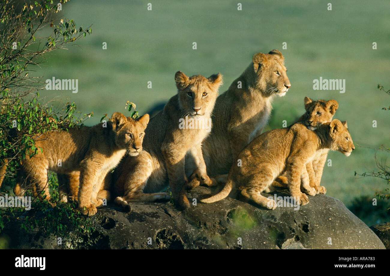 Young lions Masai Mara national Park Kenya Stock Photo - Alamy