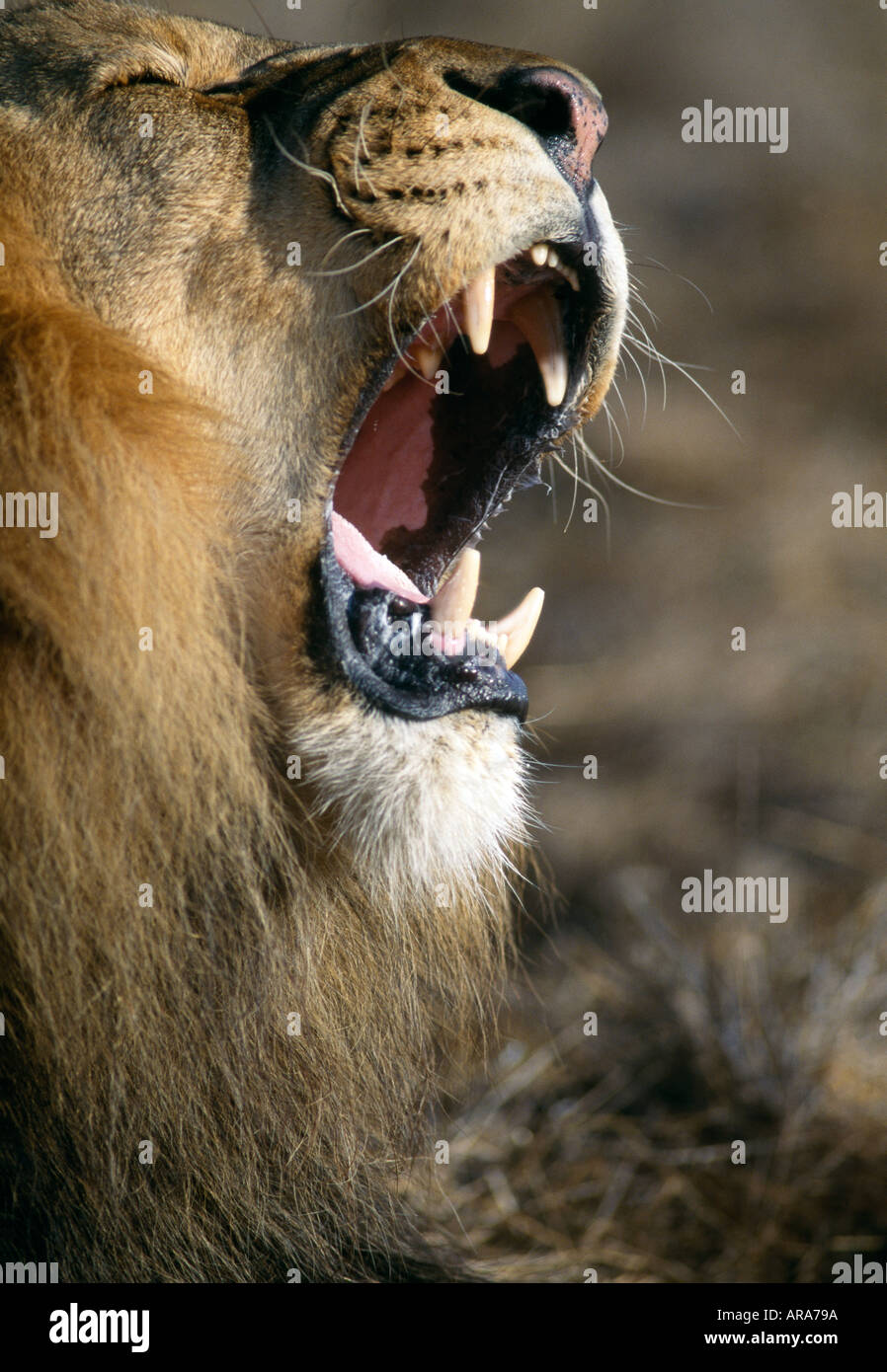 Lion with full manes hi-res stock photography and images - Alamy
