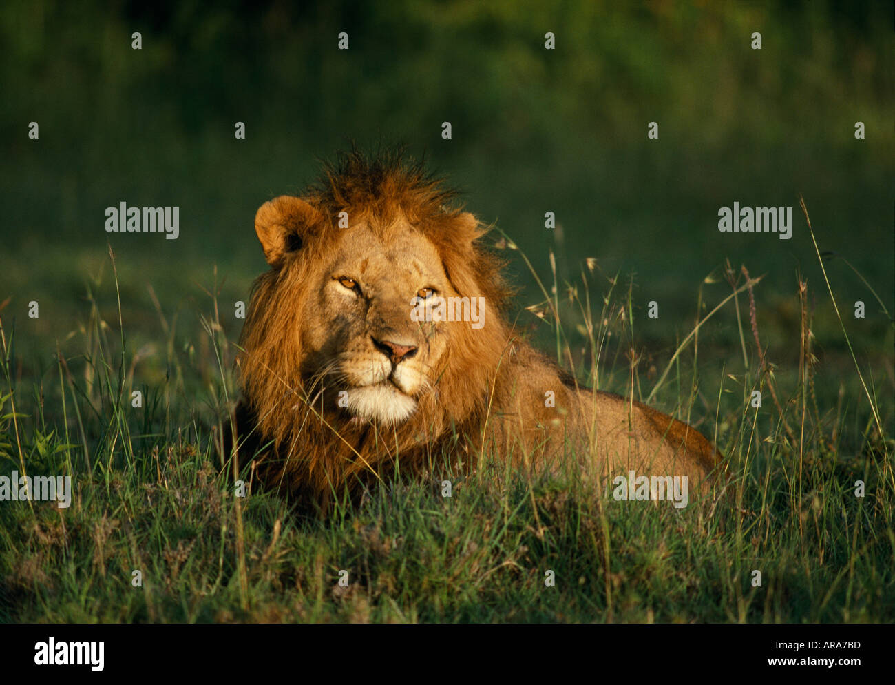 Masai male headshot hi-res stock photography and images - Alamy