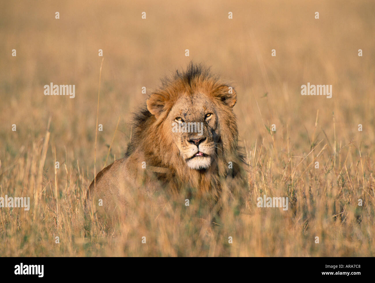 Male Lion Masai Mara National park Kenya Stock Photo - Alamy