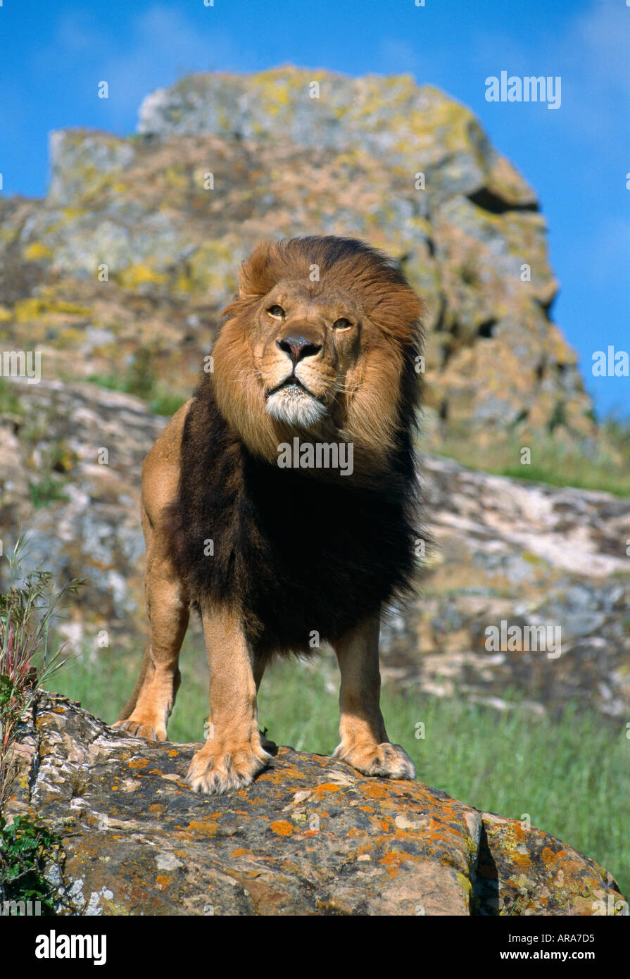 Male Lion on rock Animal model Stock Photo - Alamy