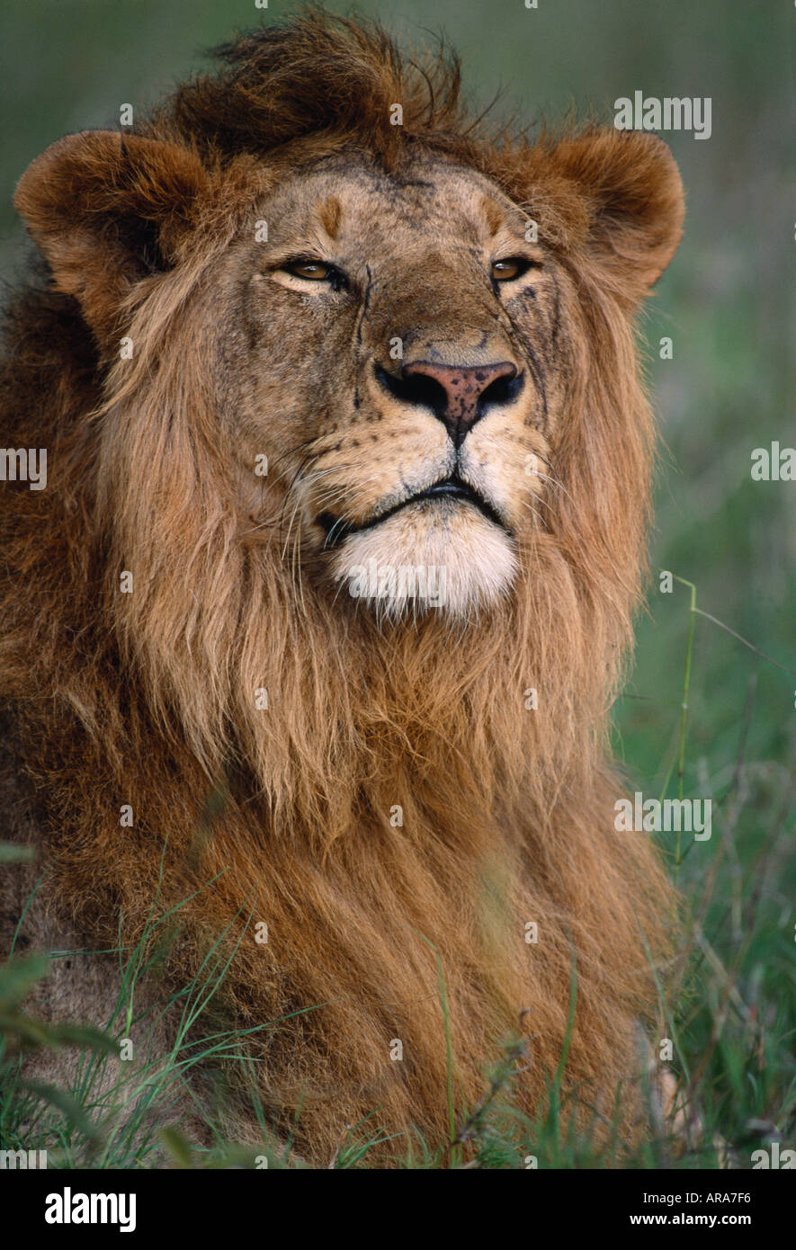 Masai male headshot hi-res stock photography and images - Alamy