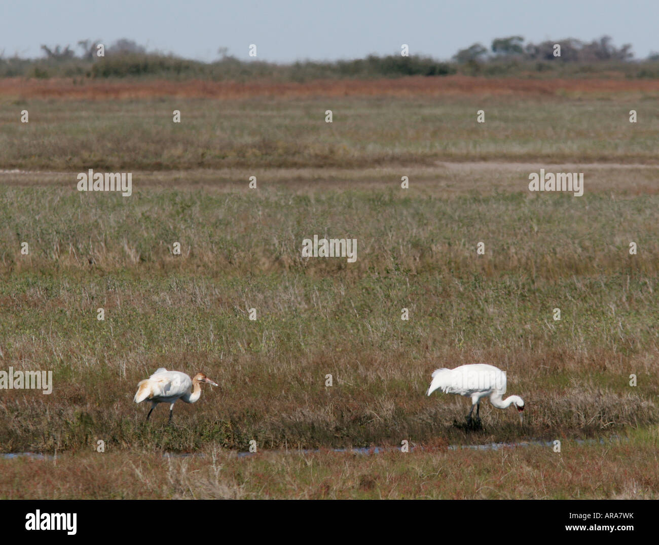 whooping crane Aransas NWR national wildlife refuge texas Stock Photo