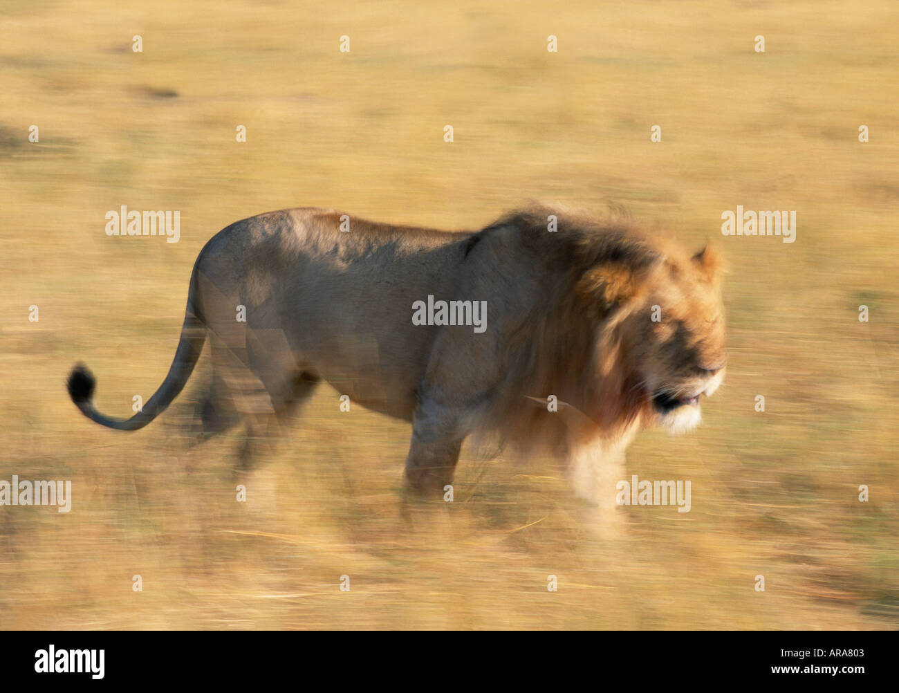 Mammal kenya lion cat hi-res stock photography and images - Alamy