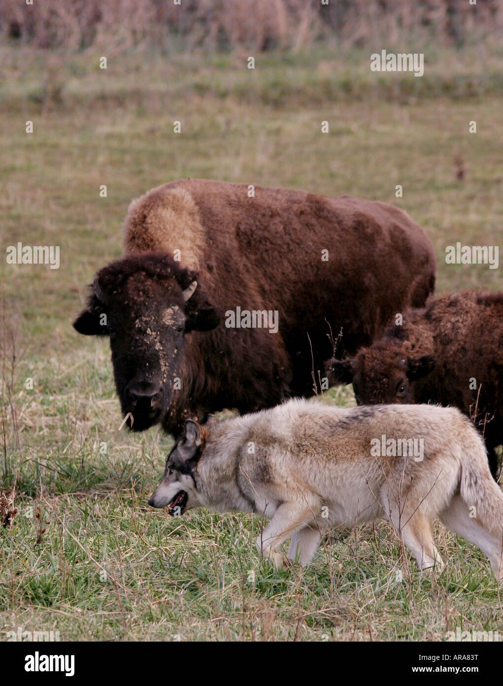 Gray wolf bison wolf park indiana Stock Photo Alamy