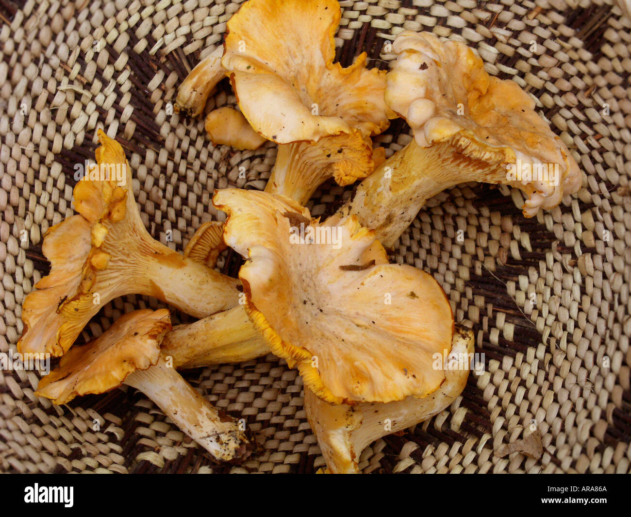 Chanterelle mushrooms gathered in Kent displayed in hand woven African