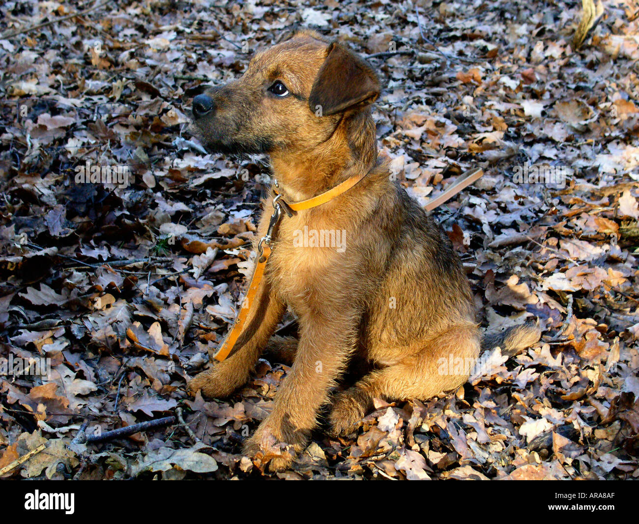 Obeying command hi-res stock photography and images - Alamy