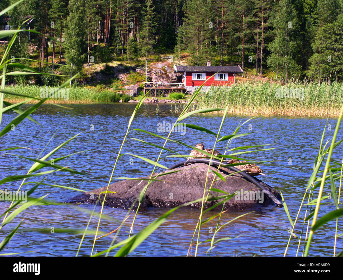 View across lake near Sunne and Marbacka with small red wooden summer house stuga at water s edge Ducks sunbathing in foreg Stock Photo