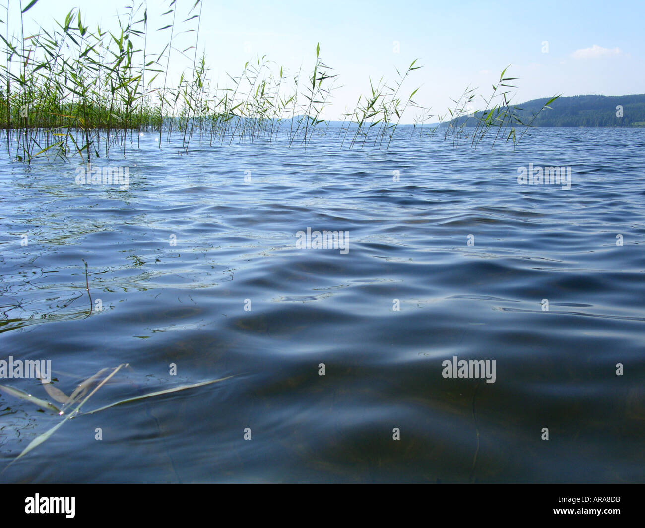 Looking across the surface of lake near Sunne and Marbacka in Värmland Sweden Summer Stock Photo