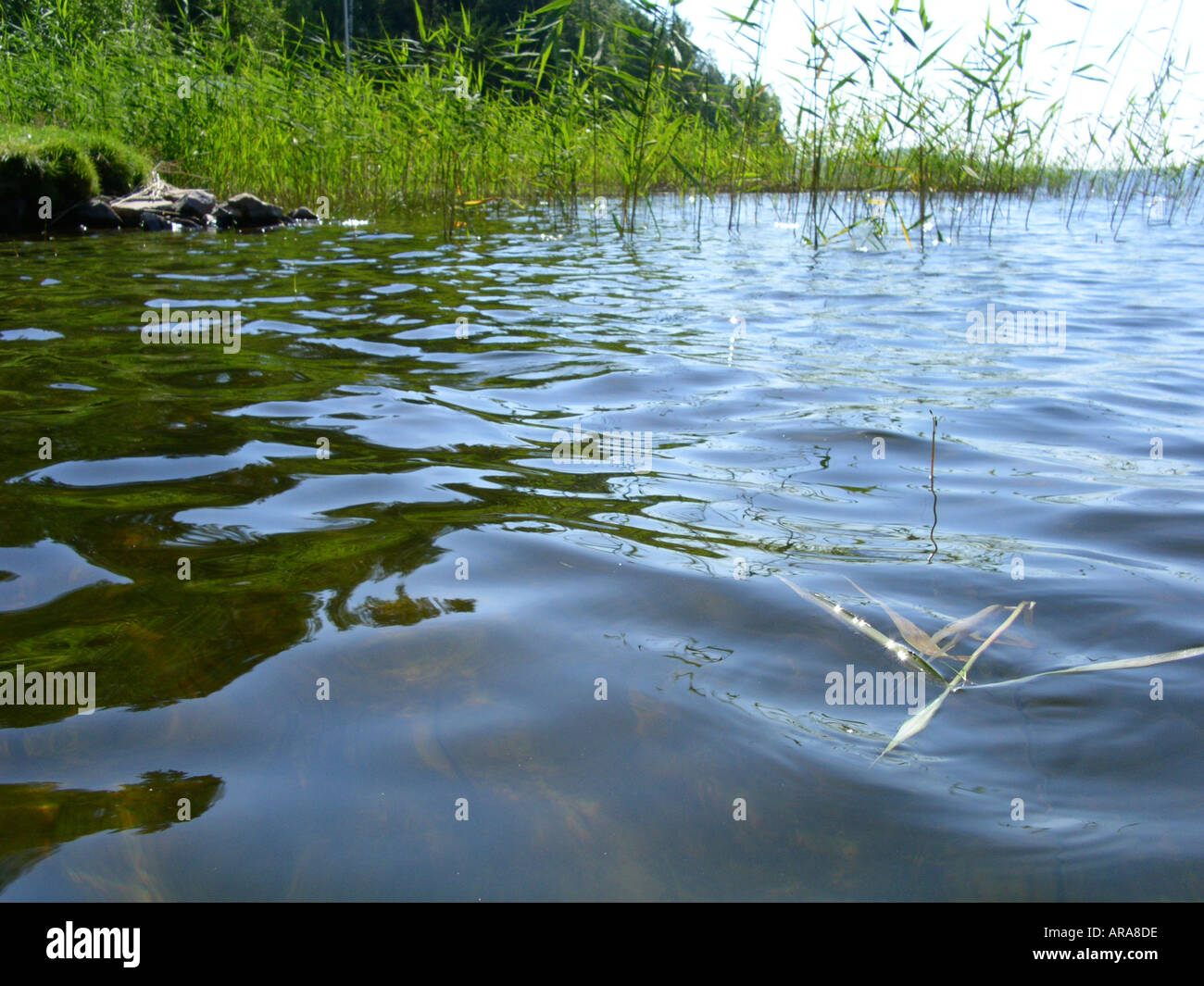 Looking across the surface of lake near Sunne and Marbacka in Värmland Sweden Summer Stock Photo