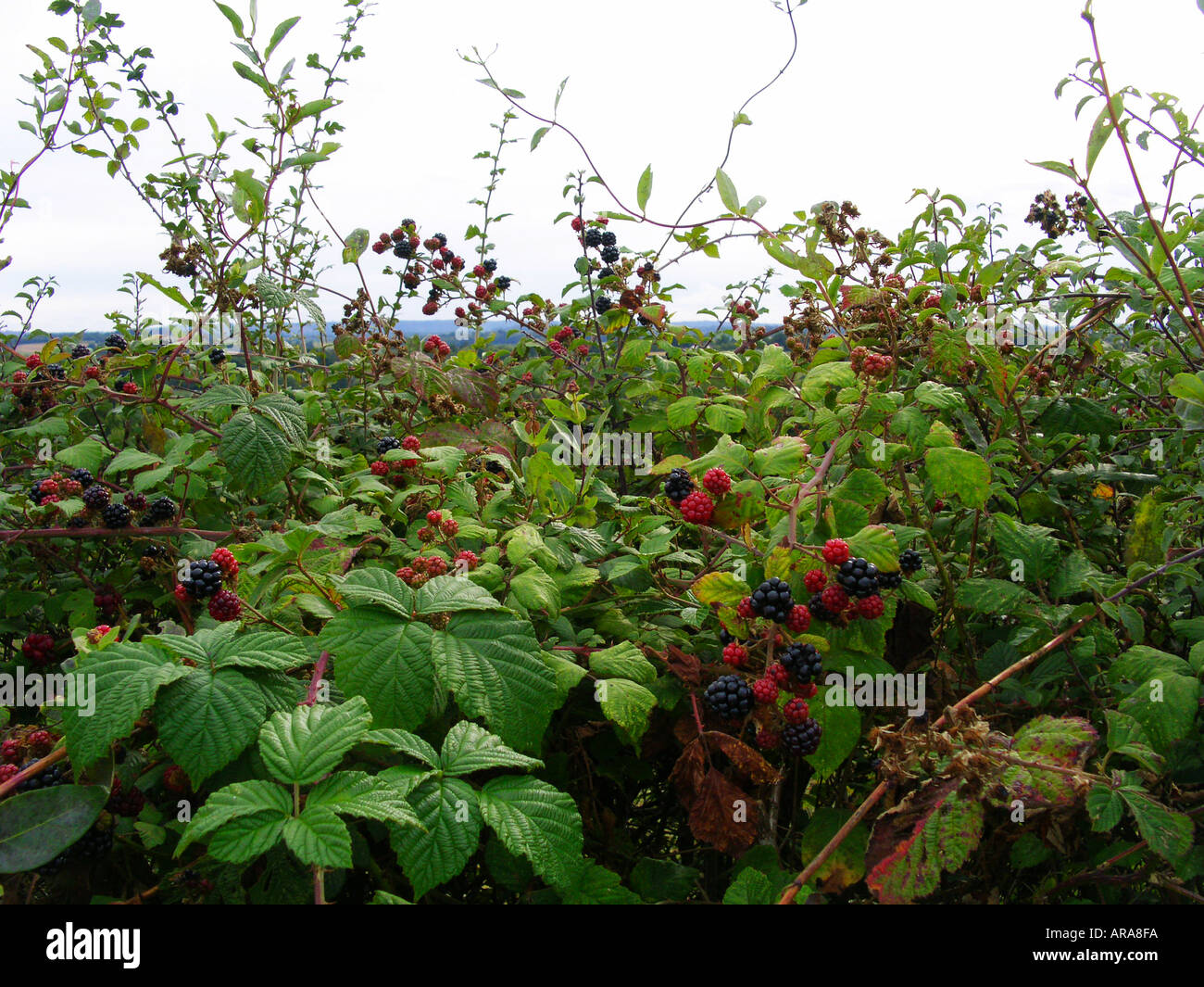 Detail of country hedge with blackberries and view across to Ashdown