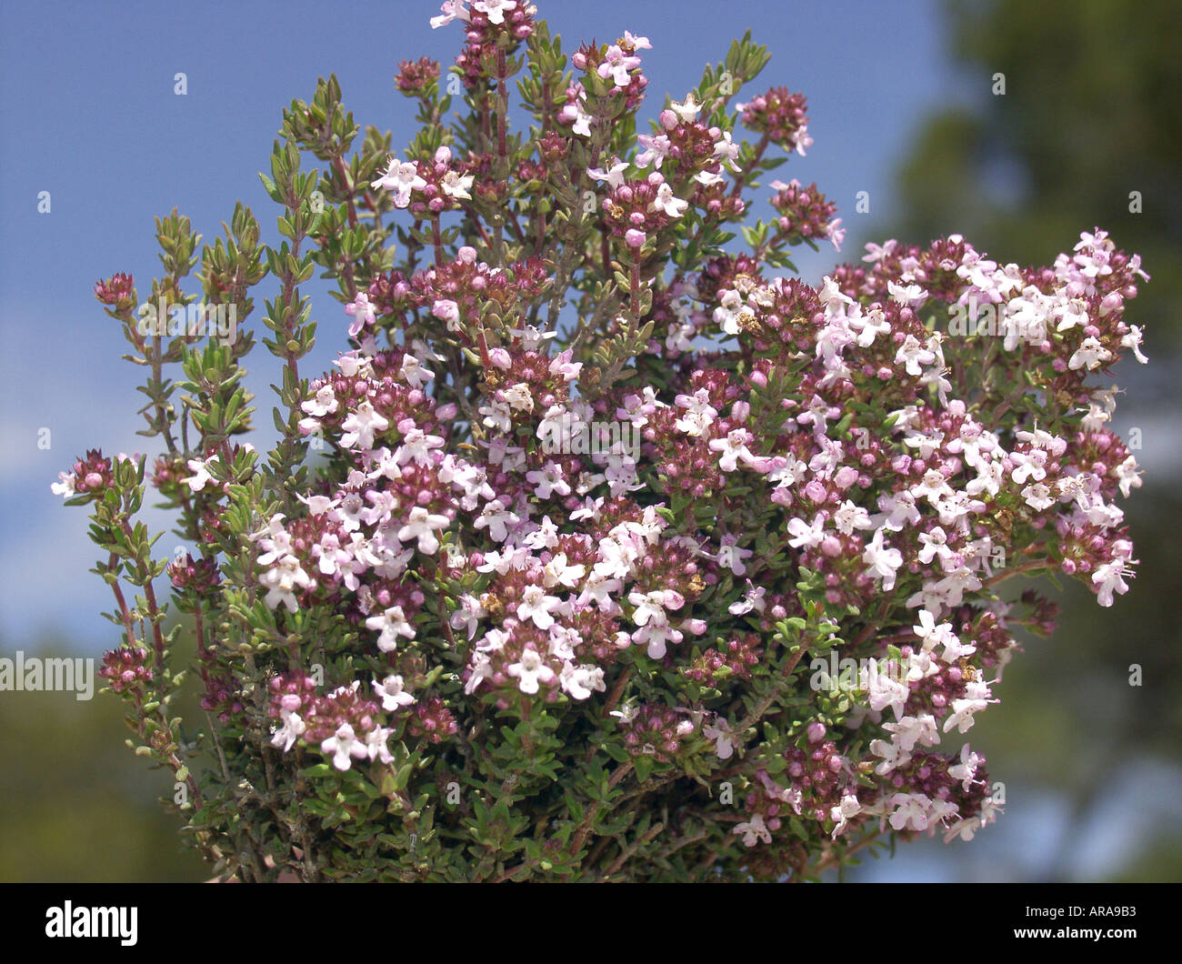 Thyme Thymus vulgaris Stock Photo