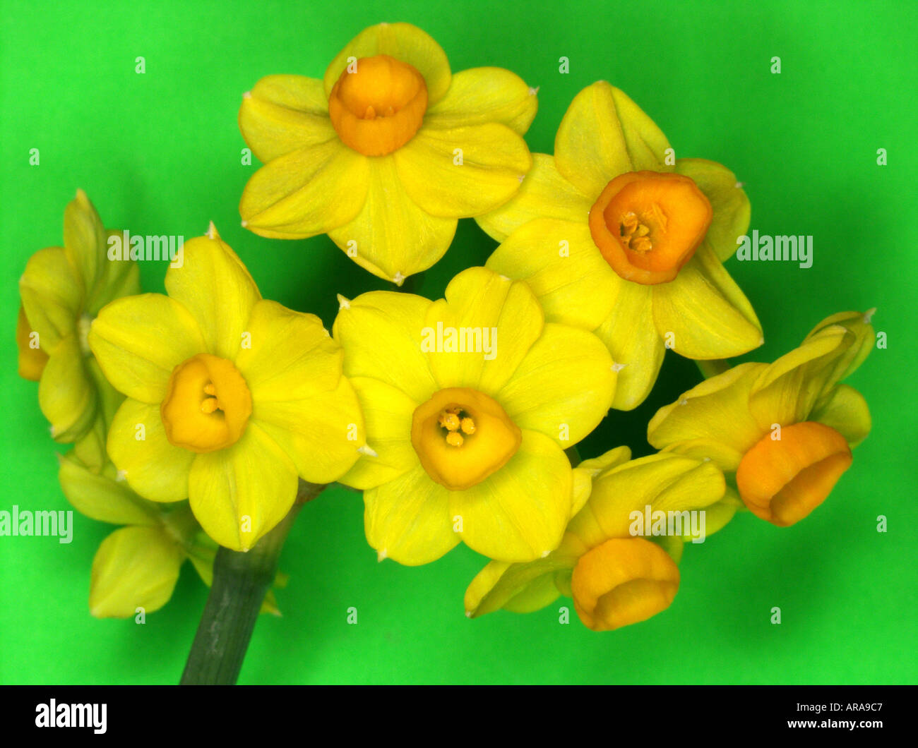 Daffodils Narcissus hybr Stock Photo