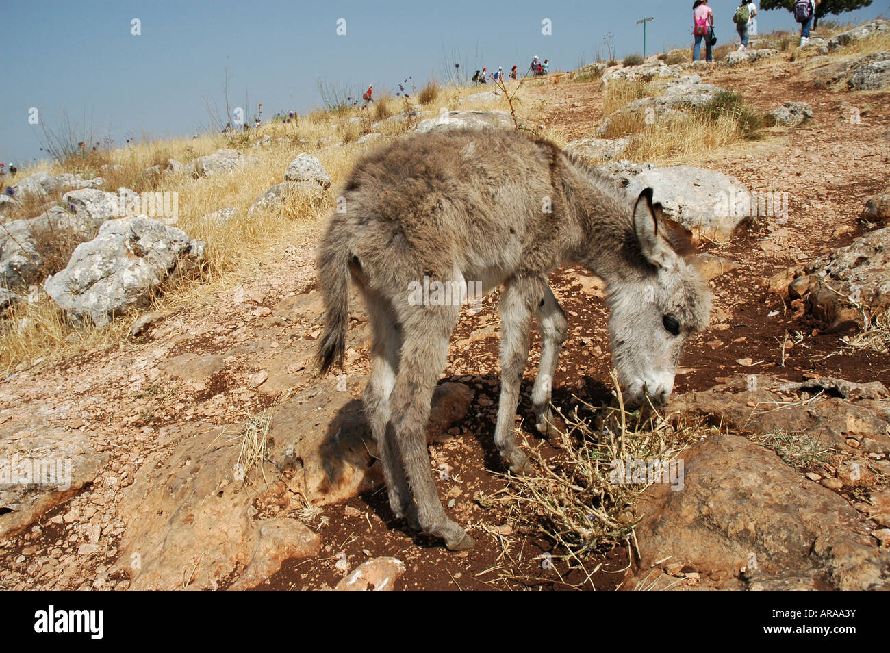Burden donkey hi-res stock photography and images - Page 9 - Alamy