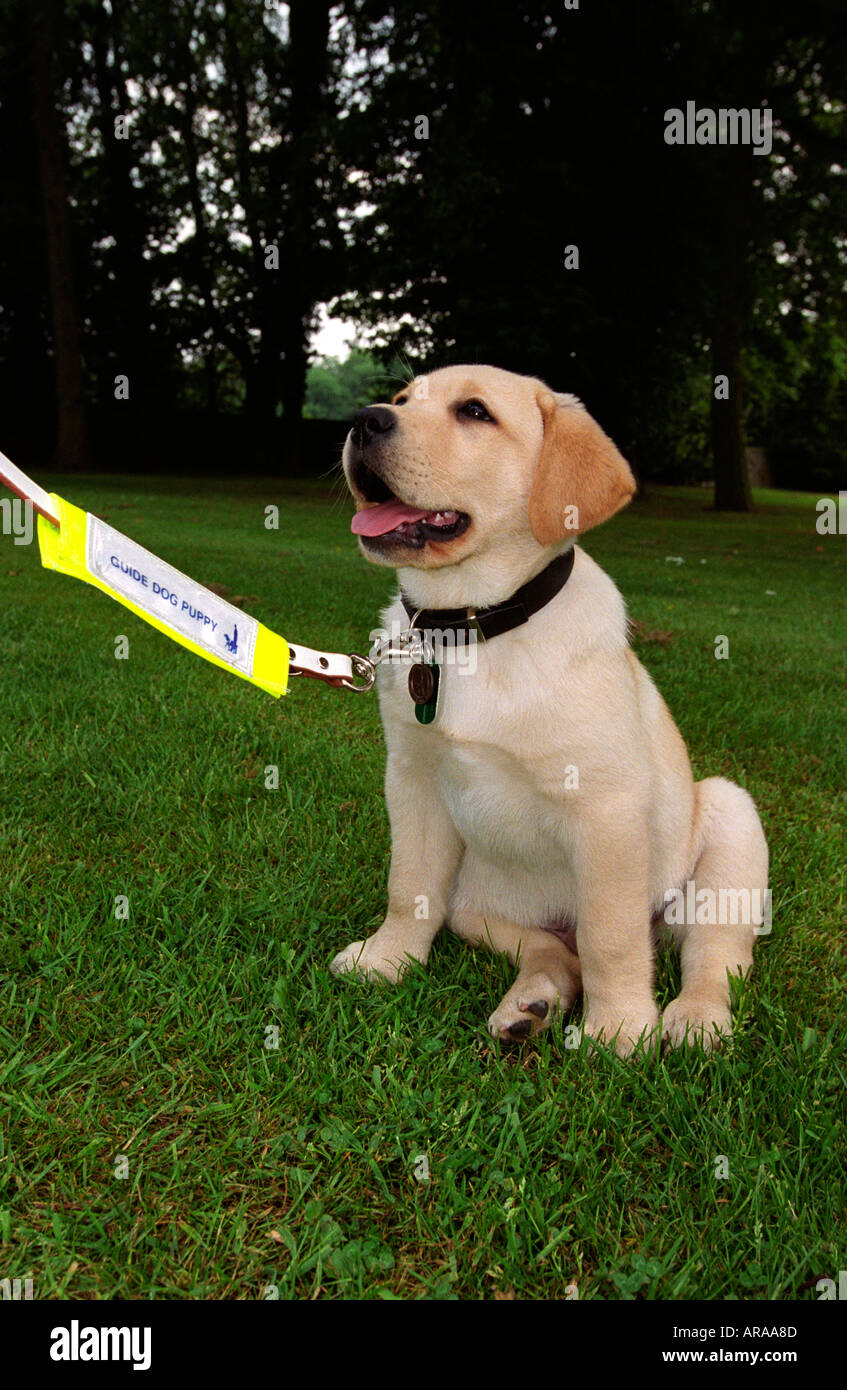 Guide dog puppy, United Kingdom Stock Photo Alamy