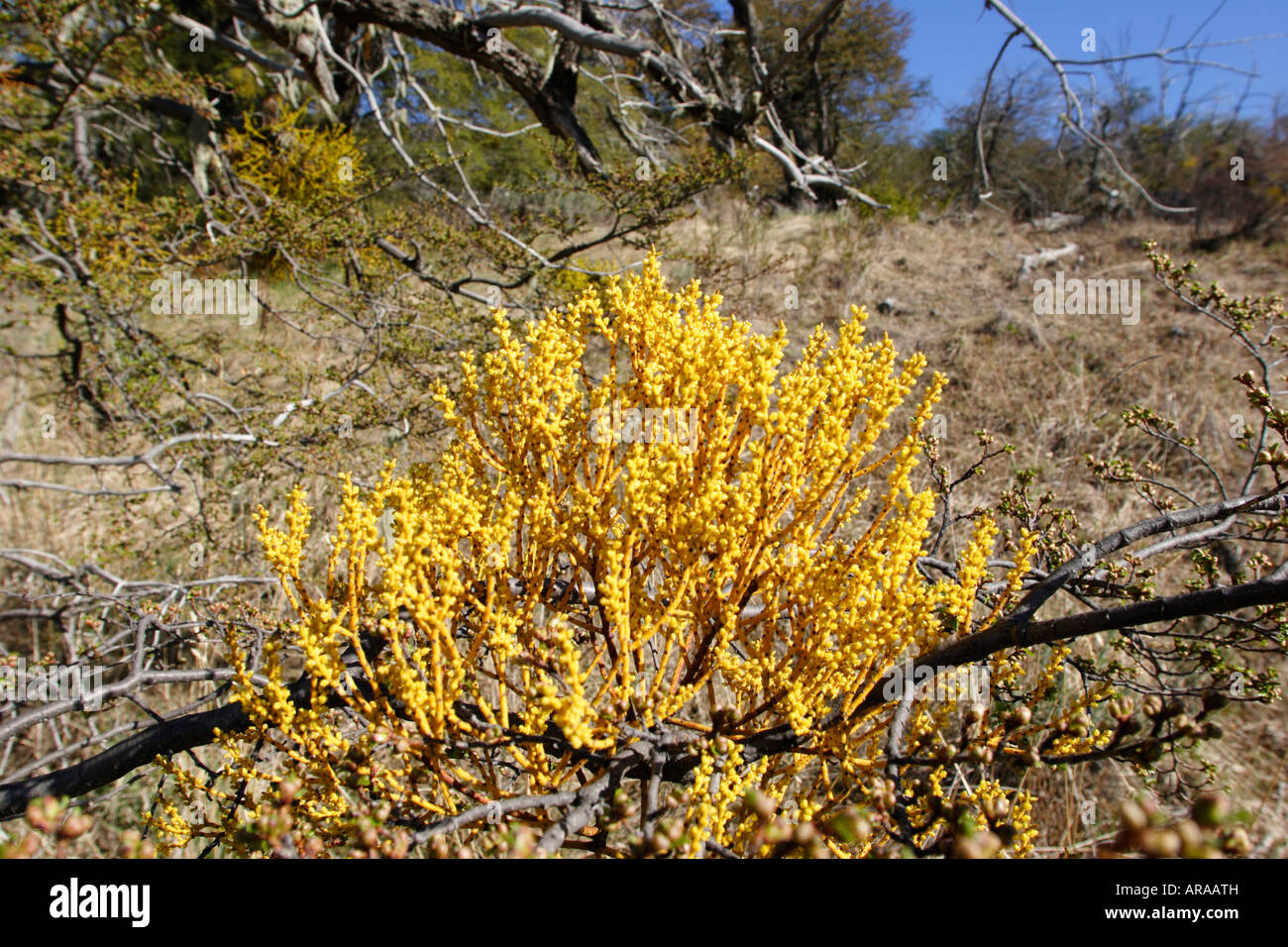 Yellow mistletoe Stock Photo