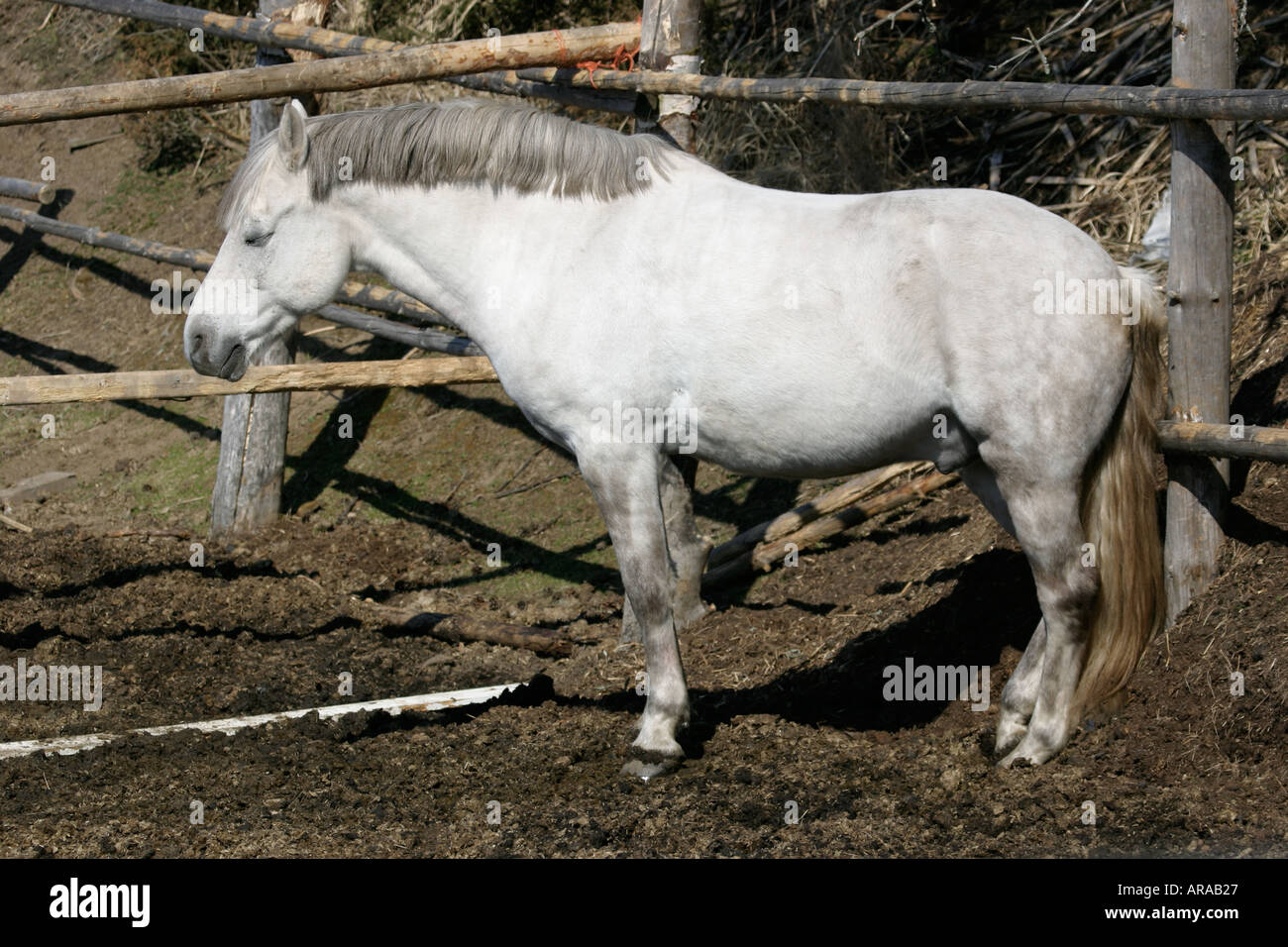 Sleeping Horse High Resolution Stock Photography And Images Alamy,How To Clean Porcelain Tile Shower