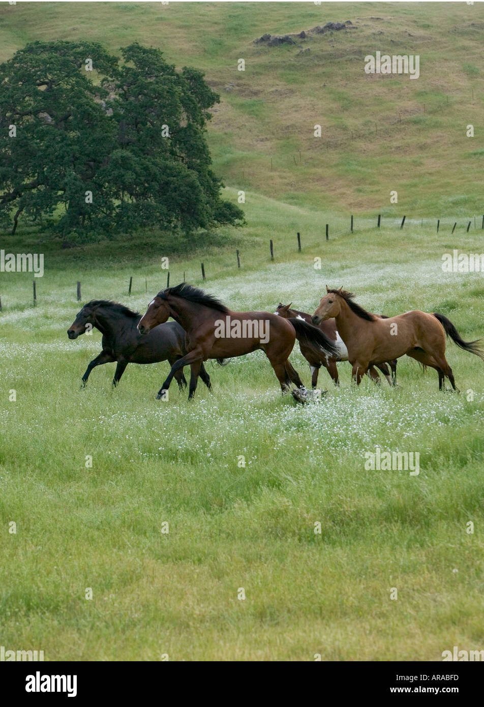 Reflection of horses running hires stock photography and images Alamy