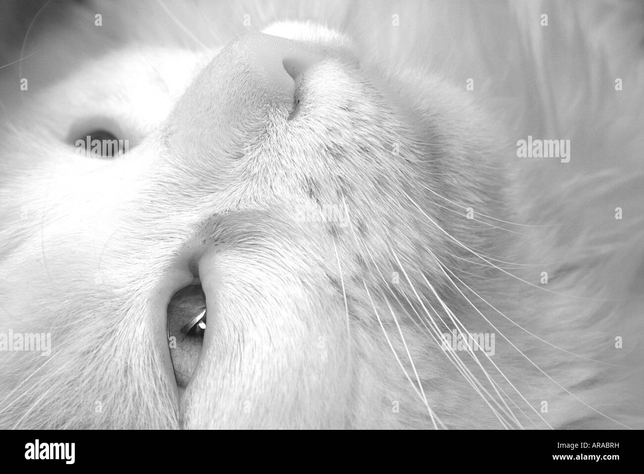 White cat closeup Stock Photo Alamy