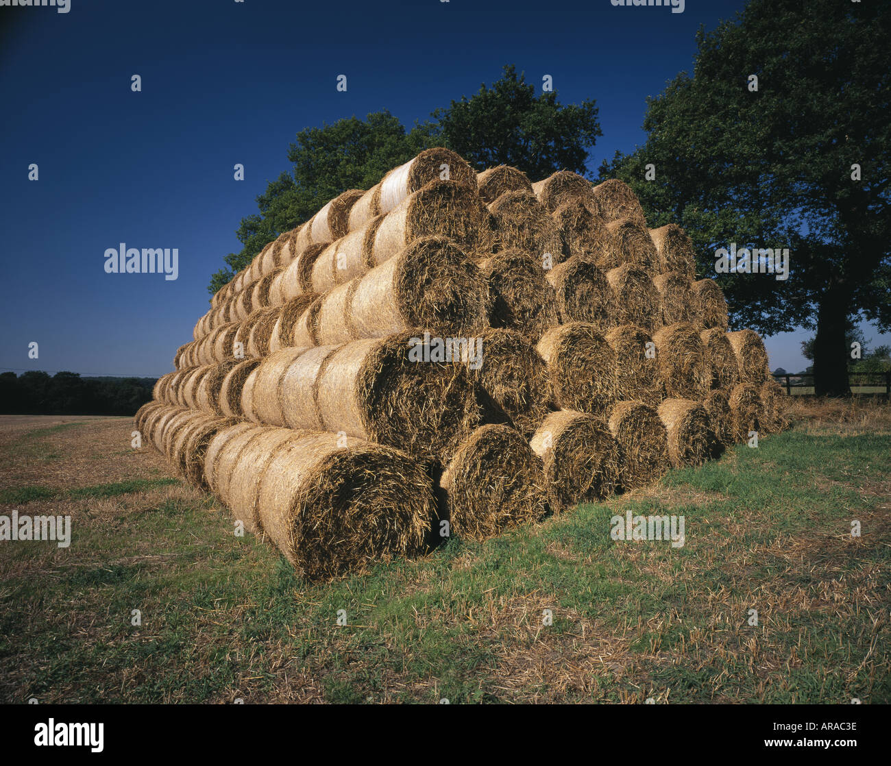Straw bales neatly stacked in a field at Hoar Cross Staffordshire Stock ...