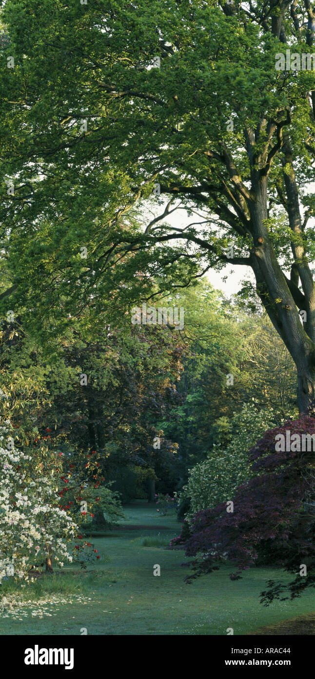 View of some mature trees at Knightshayes Court Devon Stock Photo