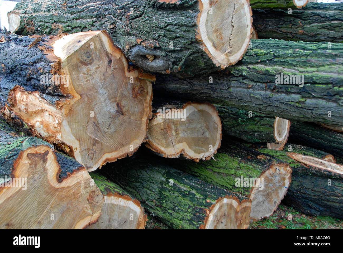 Stack of trunks of cut trees Stock Photo Alamy