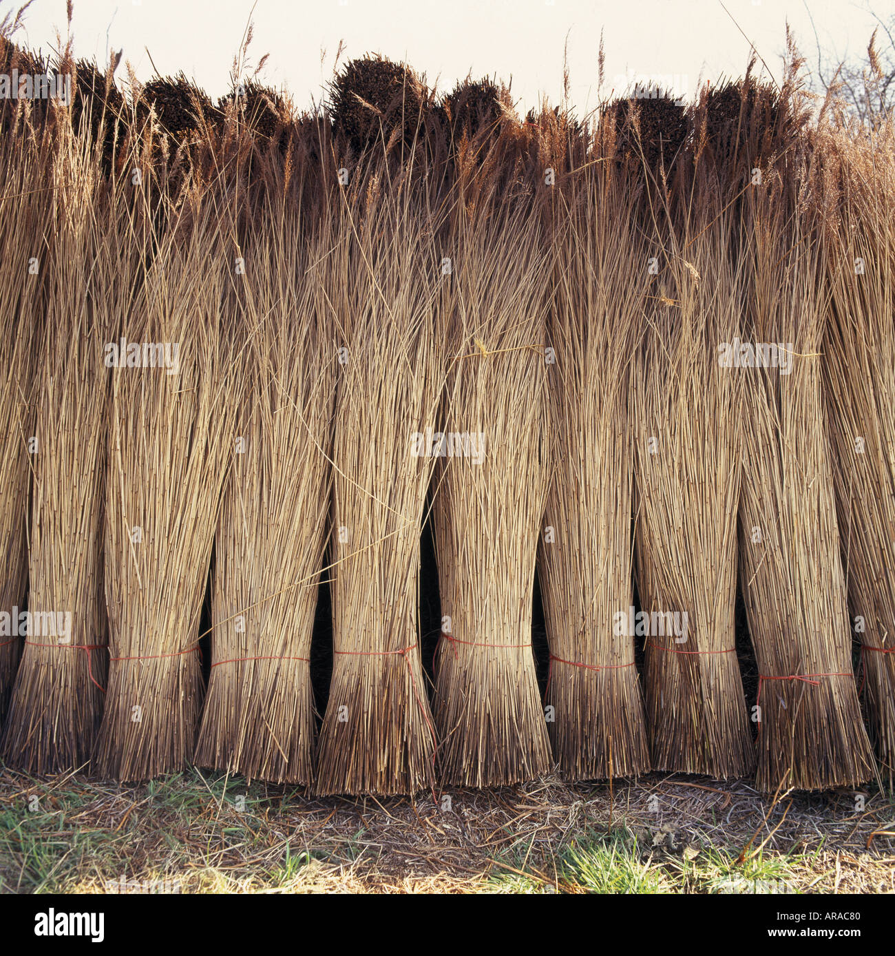 Thatching reed cut and stacked ready for use in Suffolk Stock Photo Alamy