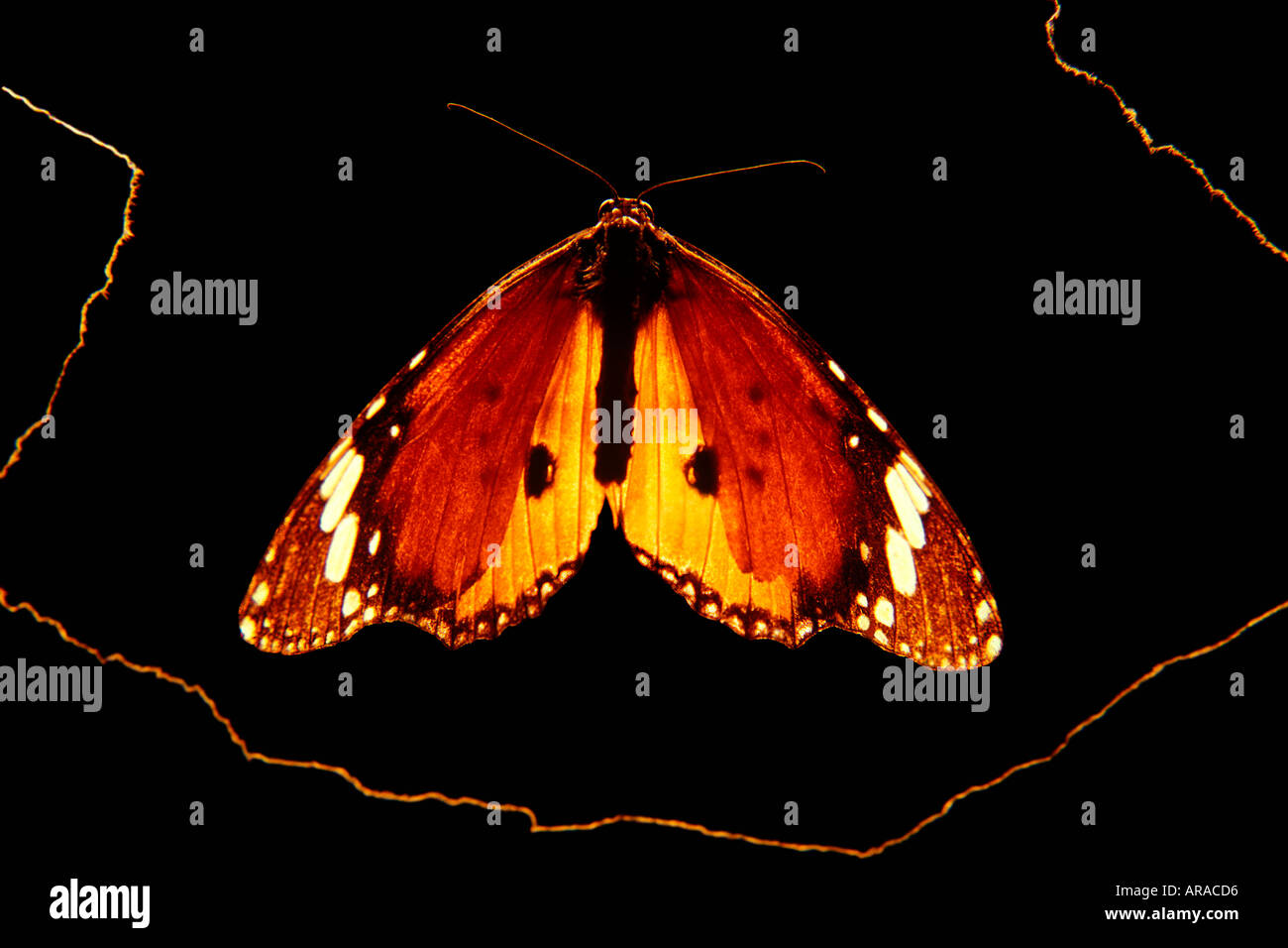 Featured image of post Glowing Butterfly Black Background - For teachers, teacher created classroom lessons, web pages, blogs, scrapbooking, print and more.