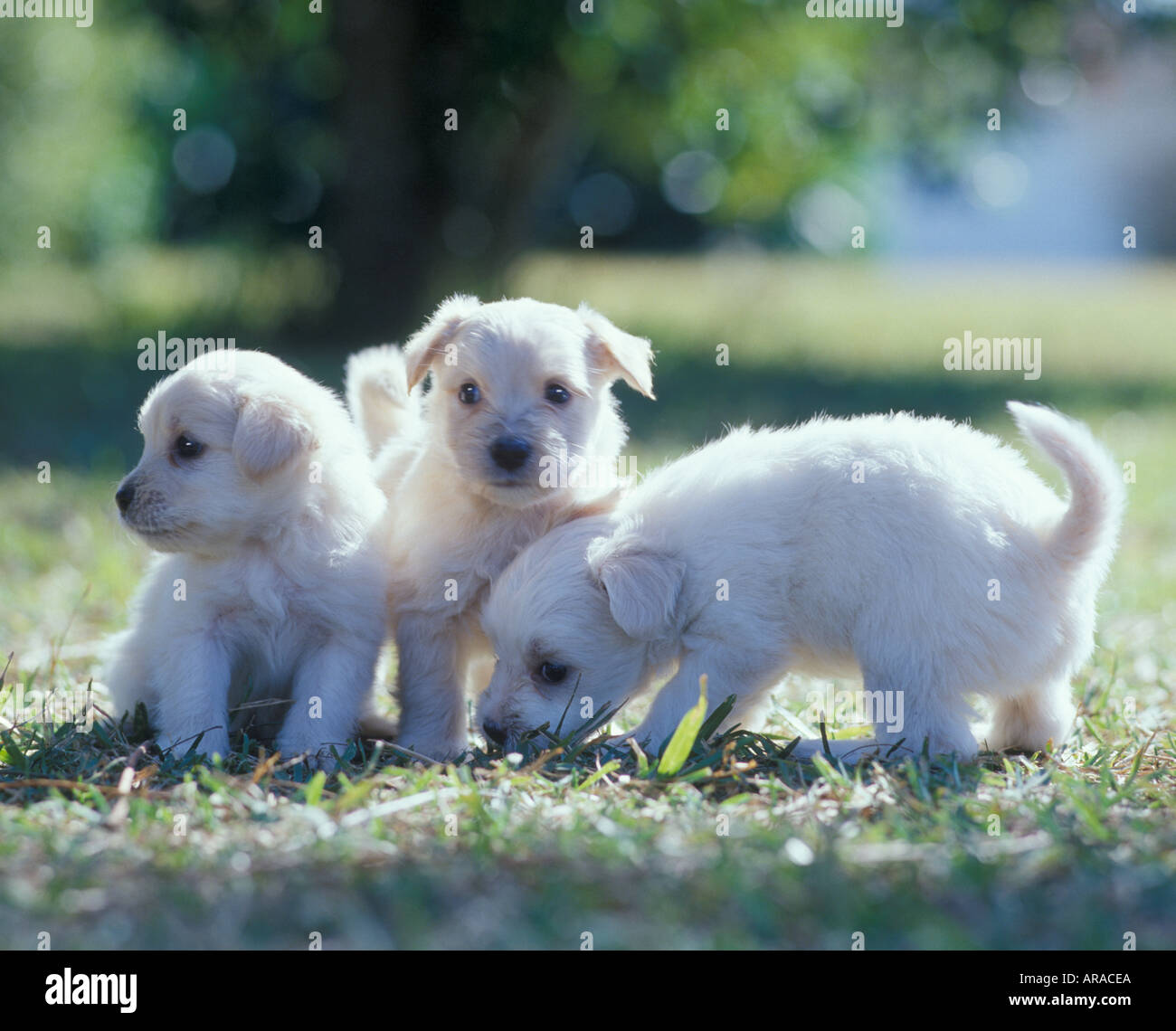 Three White Furry Puppies On Grass Stock Photo 1551593 Alamy