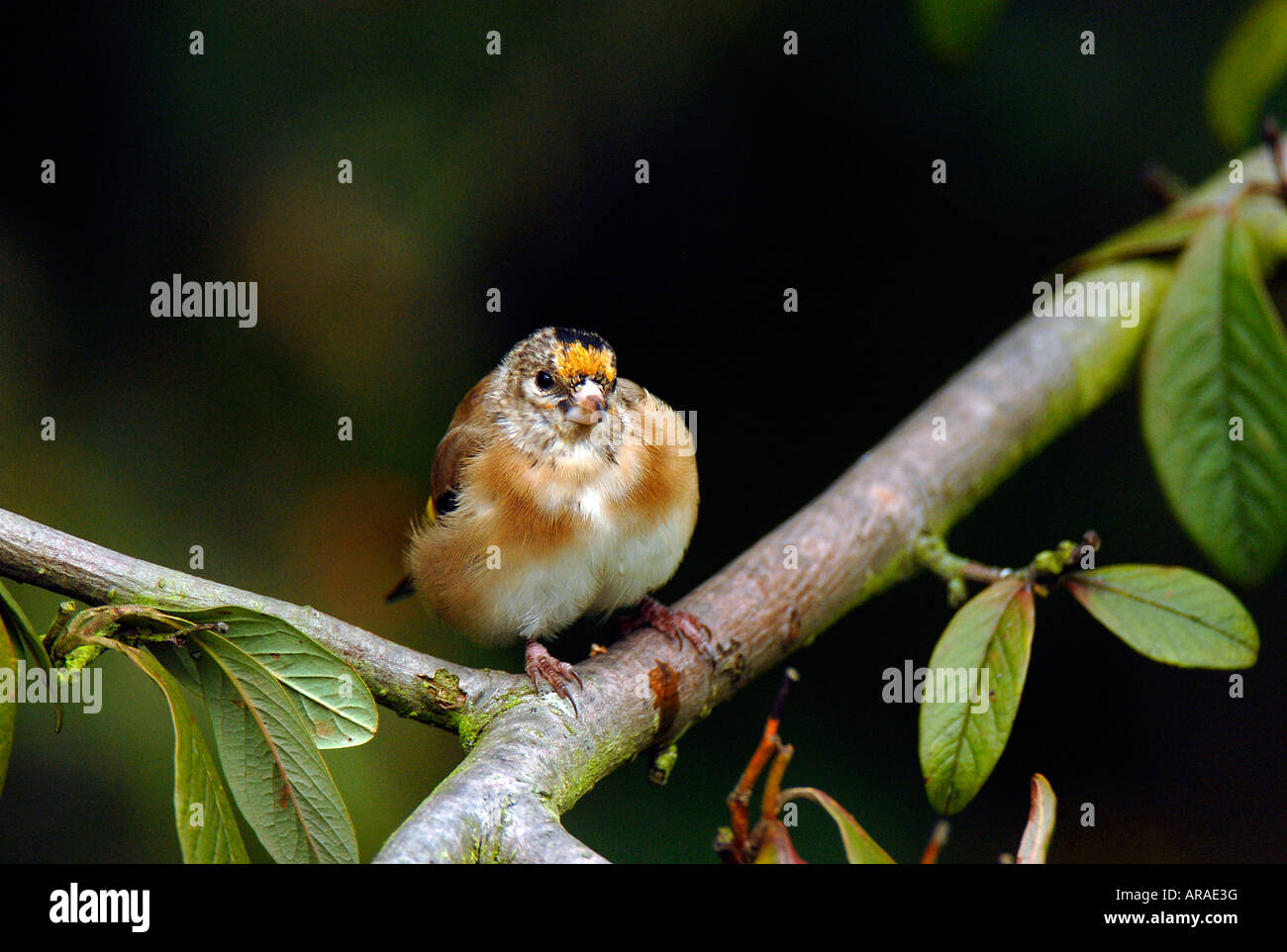 A single young Goldfinch - Carduelis carduelis Stock Photo