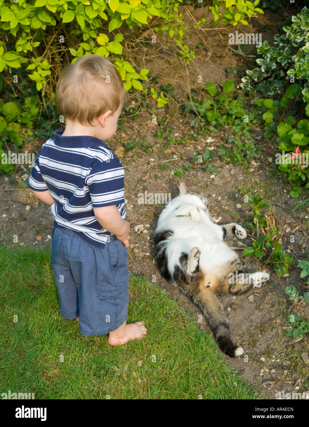 Fifteen month old toddler boy curious about cat should he touch it Stock Photo