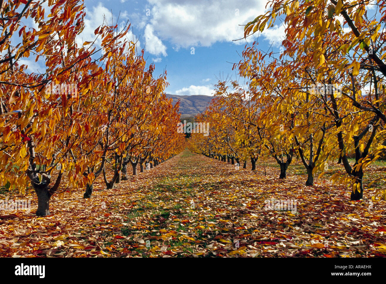 Orchard in autumn Cromwell Central Otago South Island New Zealand Stock Photo