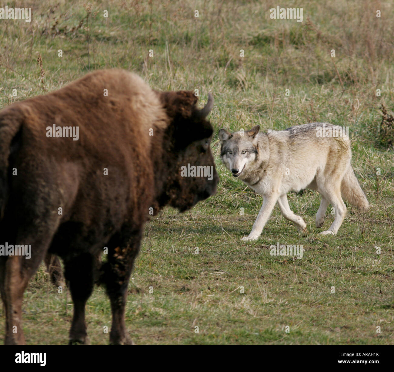 Gray wolf bison wolf park Indiana Stock Photo Alamy