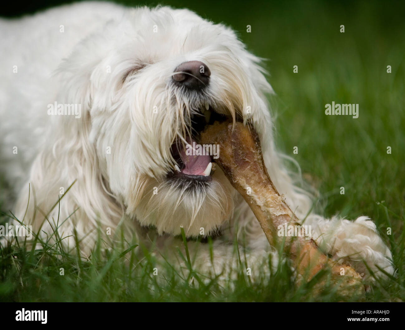 Dog chewing on a bone Stock Photo Alamy
