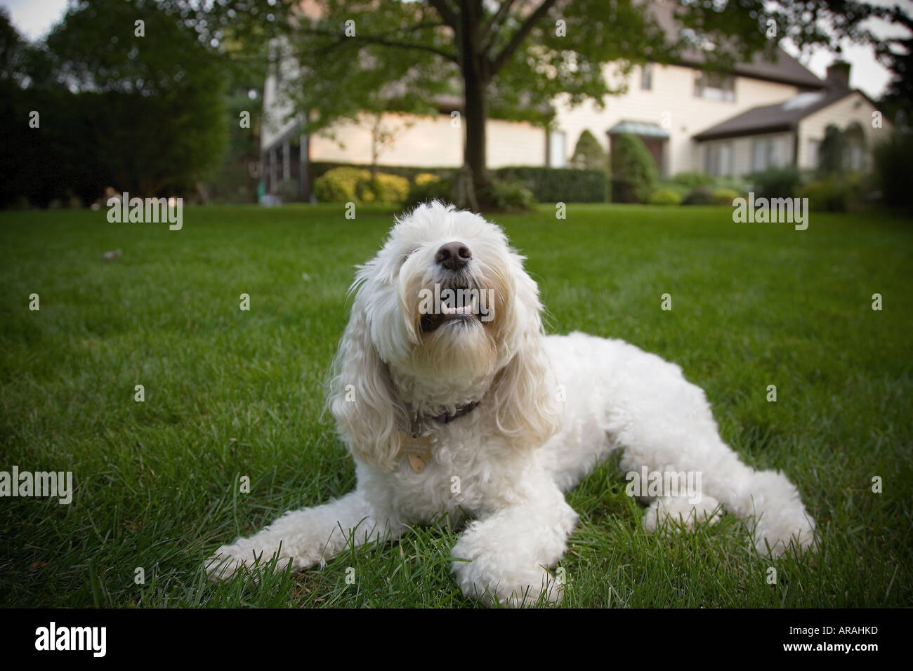 Pet dog in the backyard Stock Photo Alamy