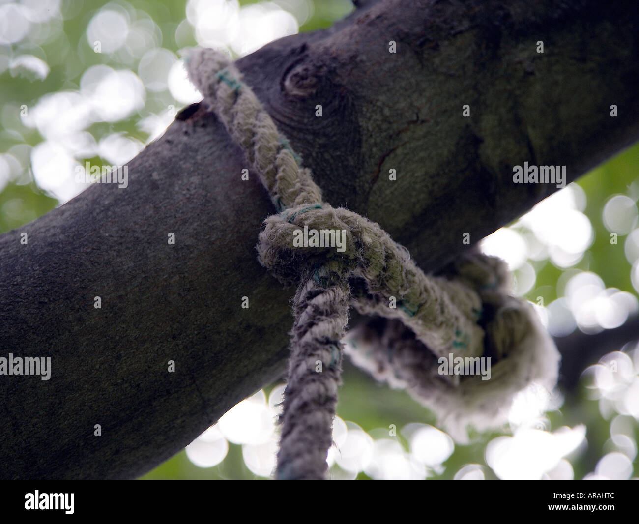 Rope knot on a tree branch Stock Photo - Alamy