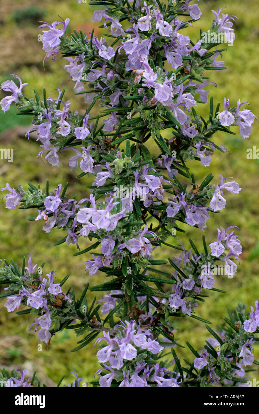 Rosmarinus 'Miss Jessop's Upright' Jessop Rosemary blue flower flowers garden plant plants herb herbs rosemarys Stock Photo