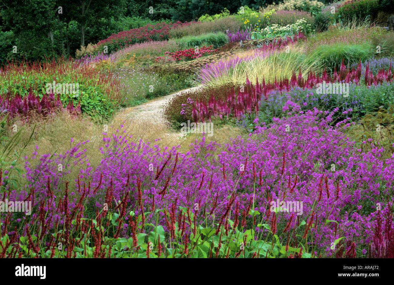 Pensthorpe Millennium Garden, Norfolk, Lythrum, persicaria, astilbe, grasses, Piet Oudolf design, pink, purple, red flowers Stock Photo