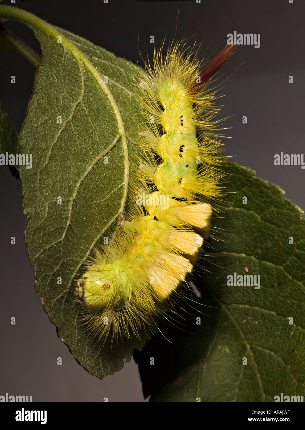 Caterpillar of the Pale Tussock Moth Calliteara syn Dasychira pudibunda Wales UK Stock Photo