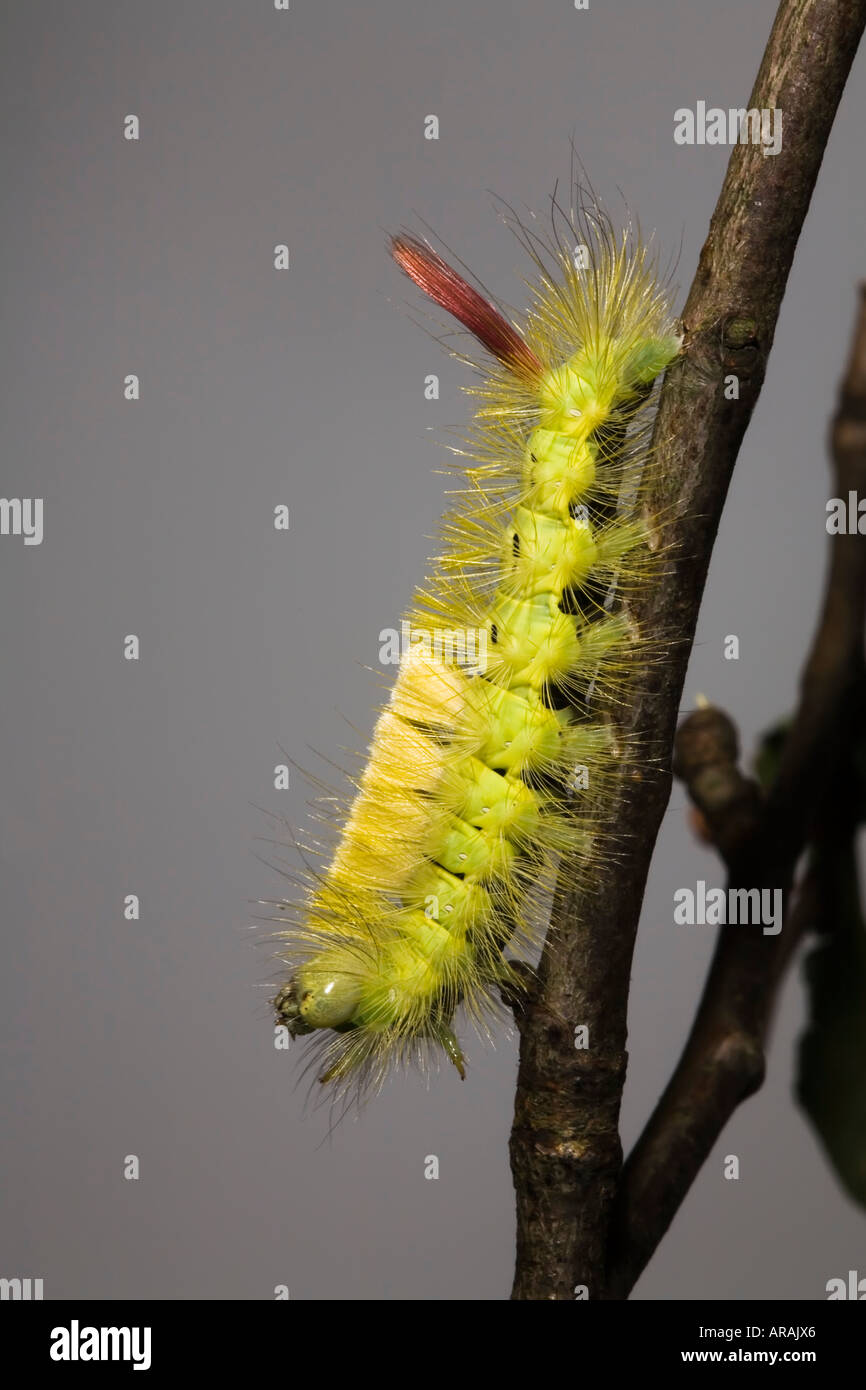 Caterpillar of the Pale Tussock Moth Calliteara syn Dasychira pudibunda Stock Photo