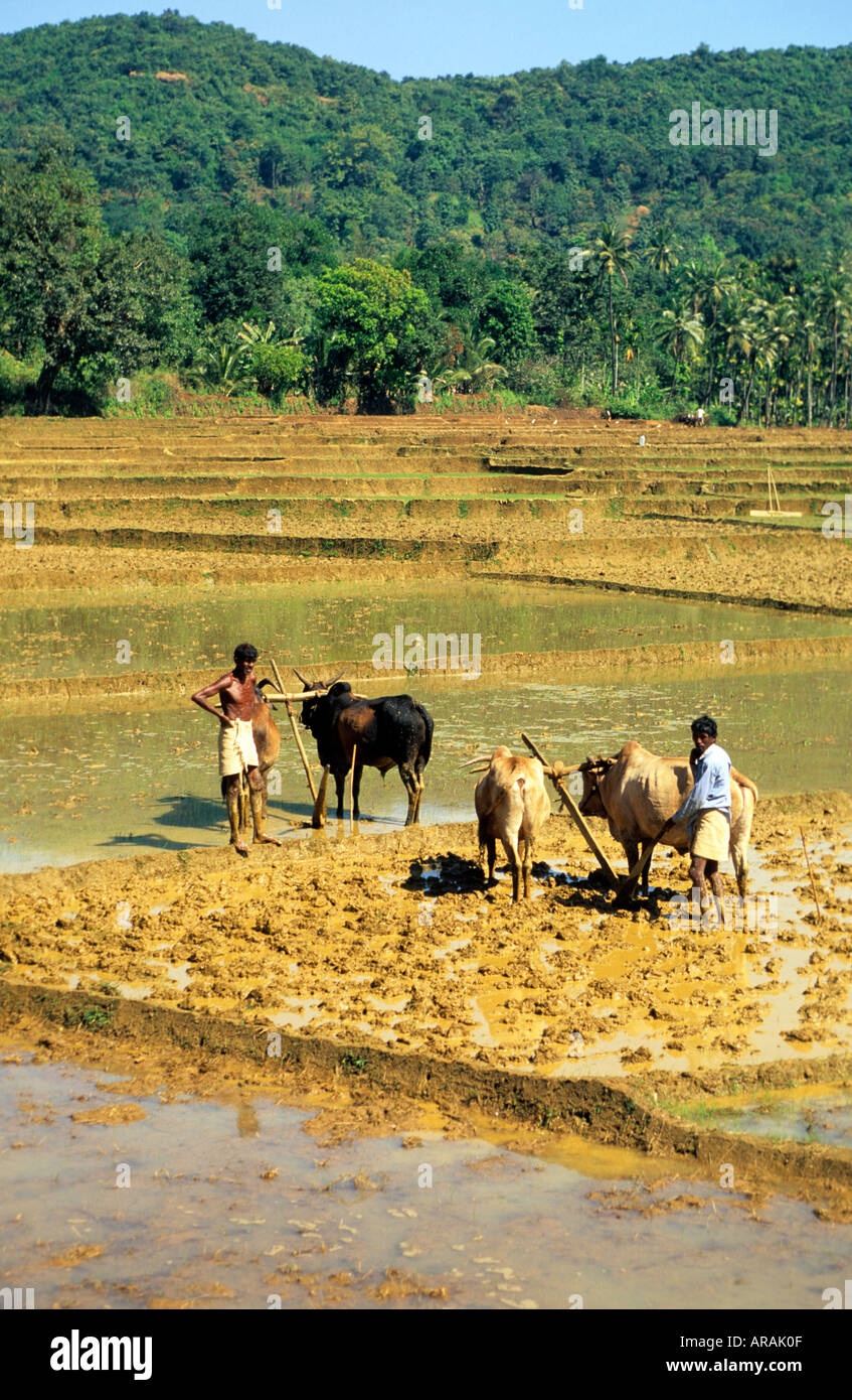 india goa planting rice in the paddy fields with oxen Stock Photo