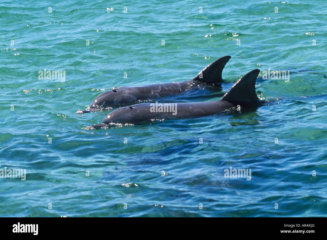 Bottlenose Dolphins Turisops truncatus Baird Bay South Australia Stock Photo